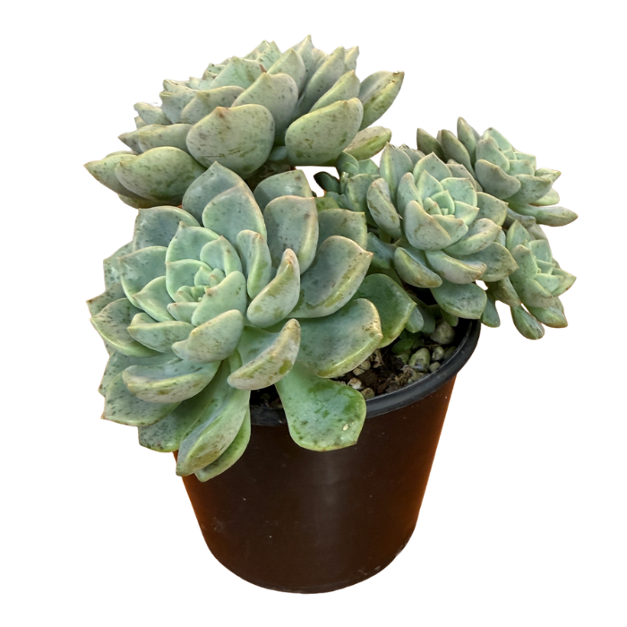 Succulent 80mm Round Pot