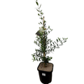 TreeFR - Olive Bambalina 200mm