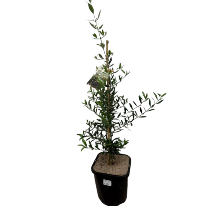 TreeFR - Olive Bambalina 200mm