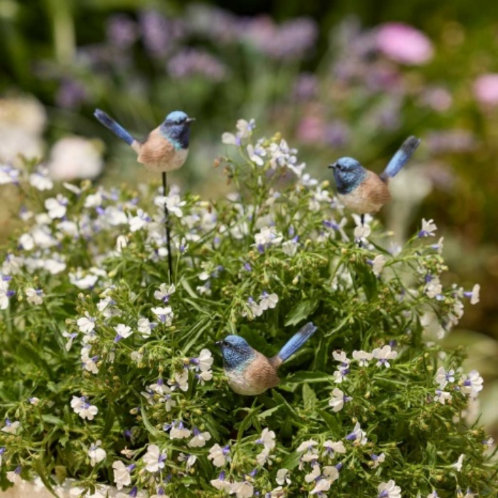 Blue Fairy Wren on Stick