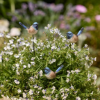 Blue Fairy Wren on Stick