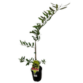 TreeFR - Olive Frantoio 140mm
