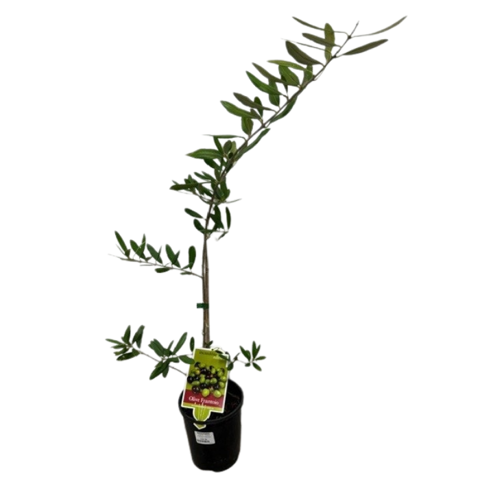 TreeFR - Olive Frantoio 140mm