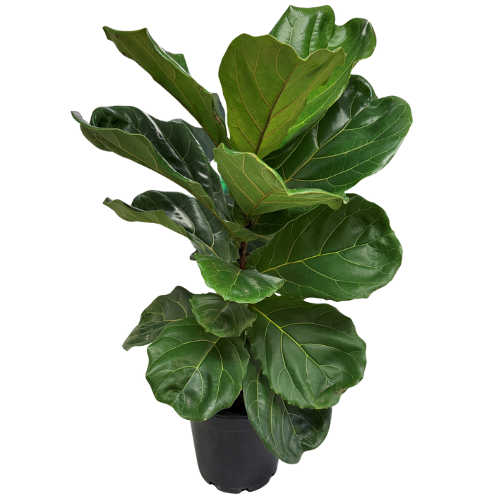 Ficus Lyrata 250mm