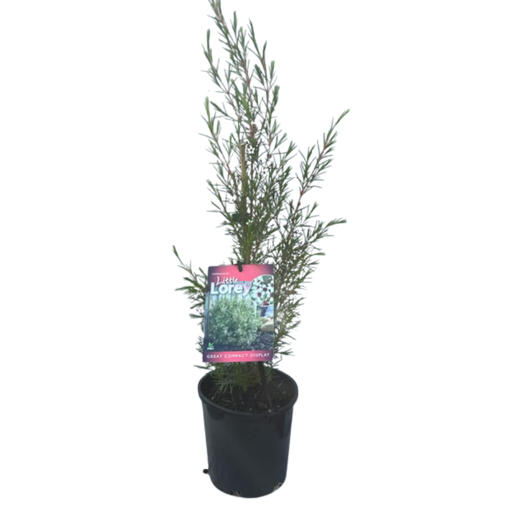 Chamelaucium Little Lorey - 140 mm