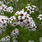 Chamelaucium Little Lorey - 140 mm