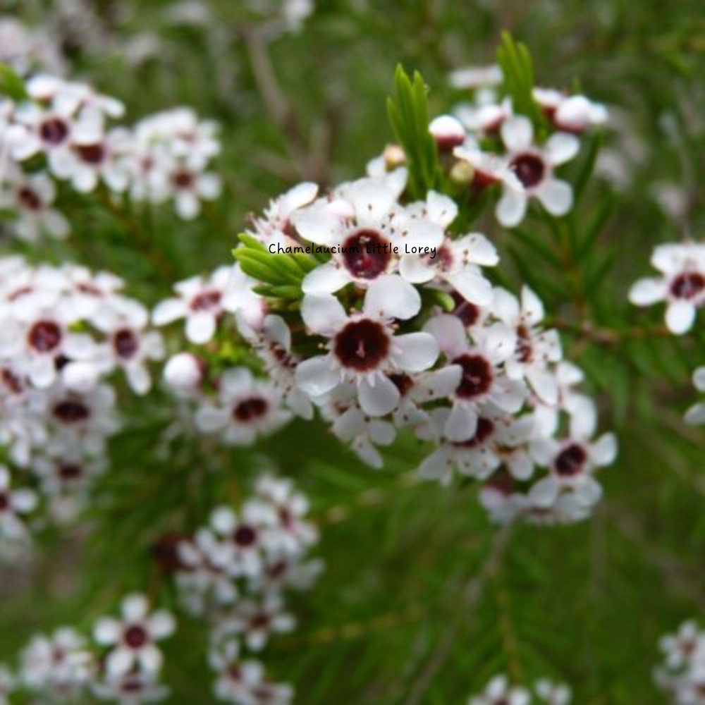 Chamelaucium Little Lorey - 140 mm