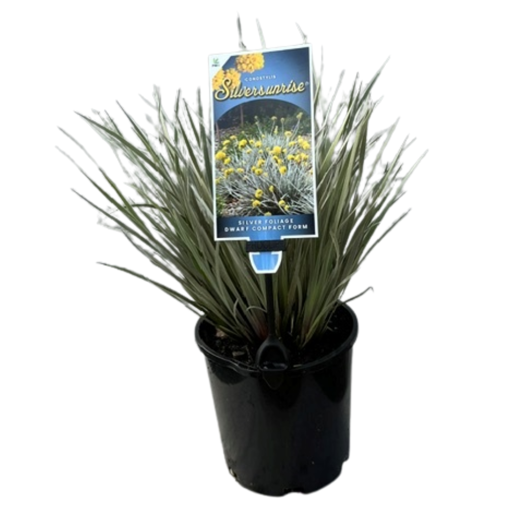 Conostylis candicans Silver Sunrise - 140 mm