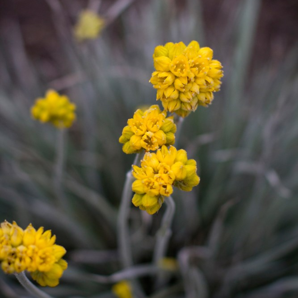 Conostylis candicans Silver Sunrise - 140 mm