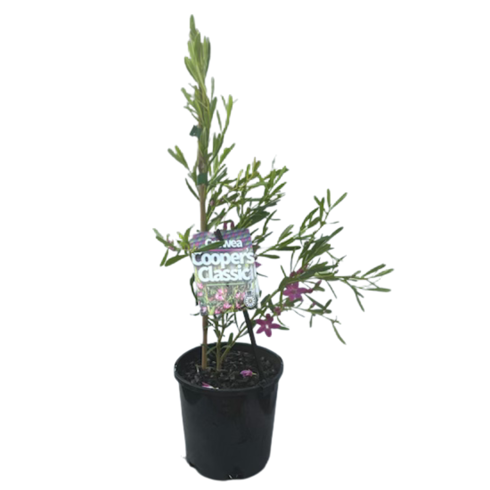 Crowea exalata x saligna Coopers Classic - 140 mm