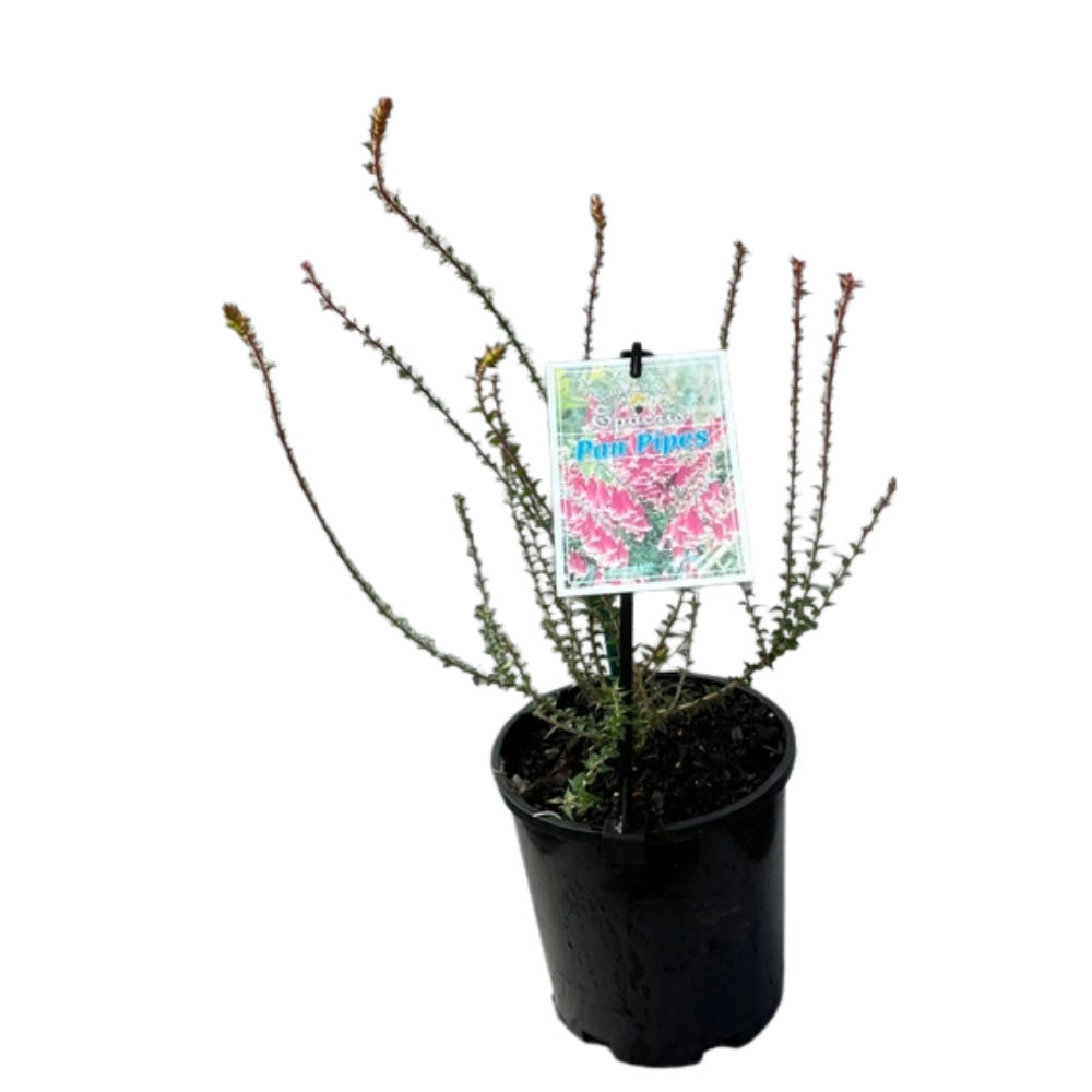 Epacris Pan Pipes - 140 mm