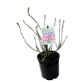 Epacris Pan Pipes - 140 mm