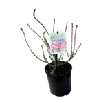 Epacris Pan Pipes - 140 mm