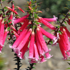 Epacris Pan Pipes - 140 mm