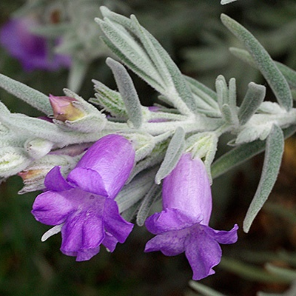 Eremophila nivea Gubburra Bells Grafted - 200 mm 