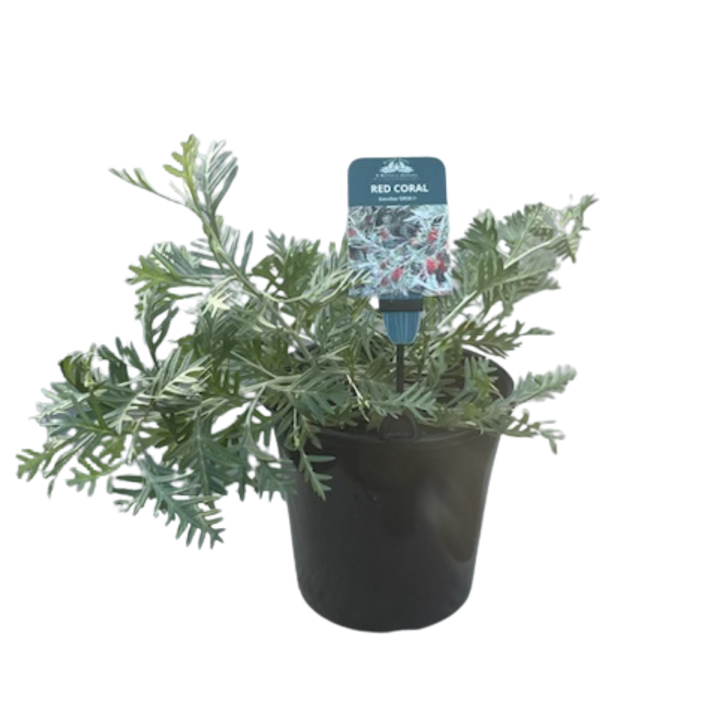 Grevillea (GR58) RED CORAL - 200 mm