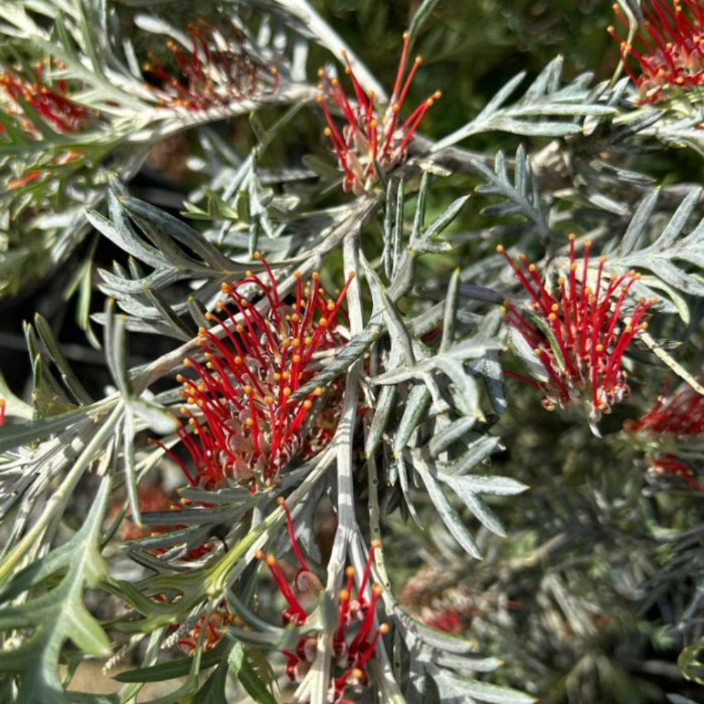 Grevillea (GR58) RED CORAL - 200 mm