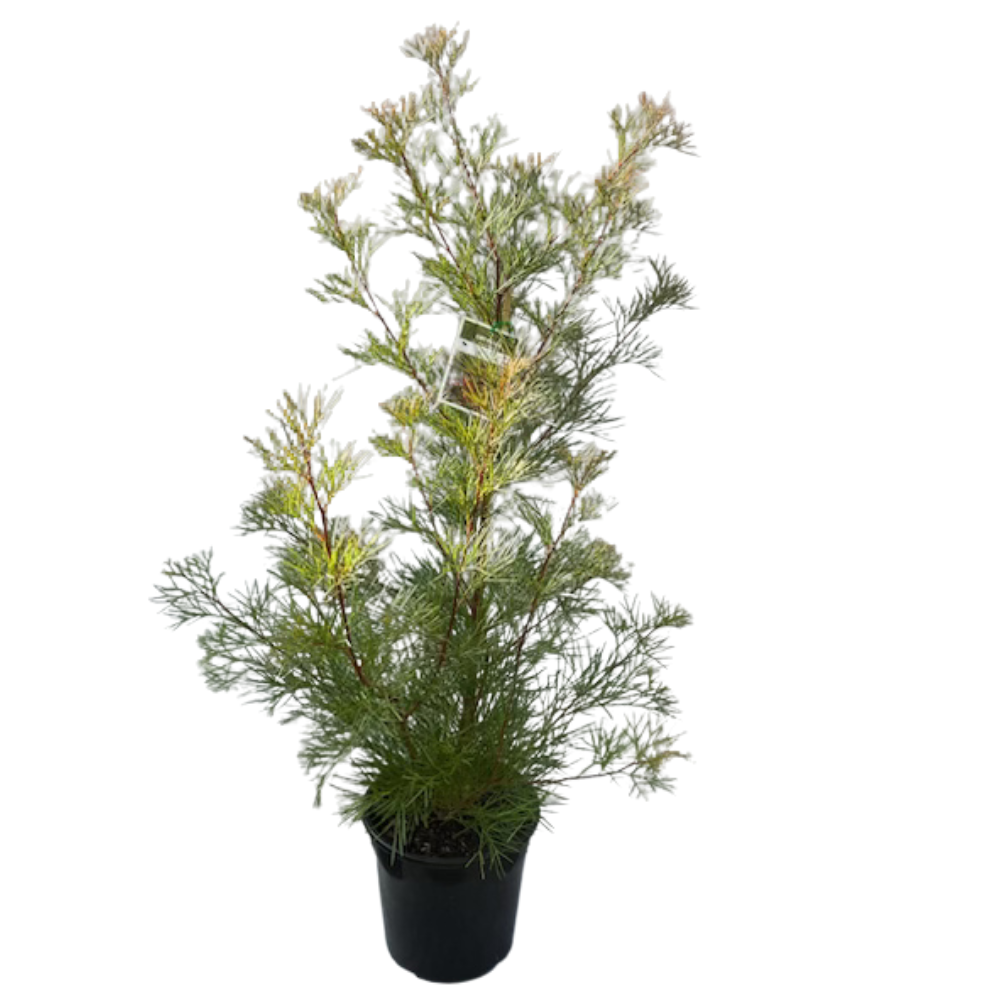 Grevillea Bon Accord - 200 mm