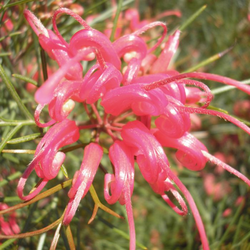 Grevillea Bon Accord - 200 mm