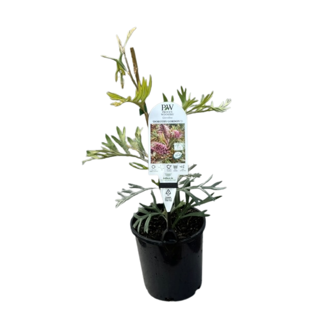 Grevillea Dorothy Gordon - 140 mm