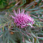 Grevillea Dorothy Gordon - 140 mm