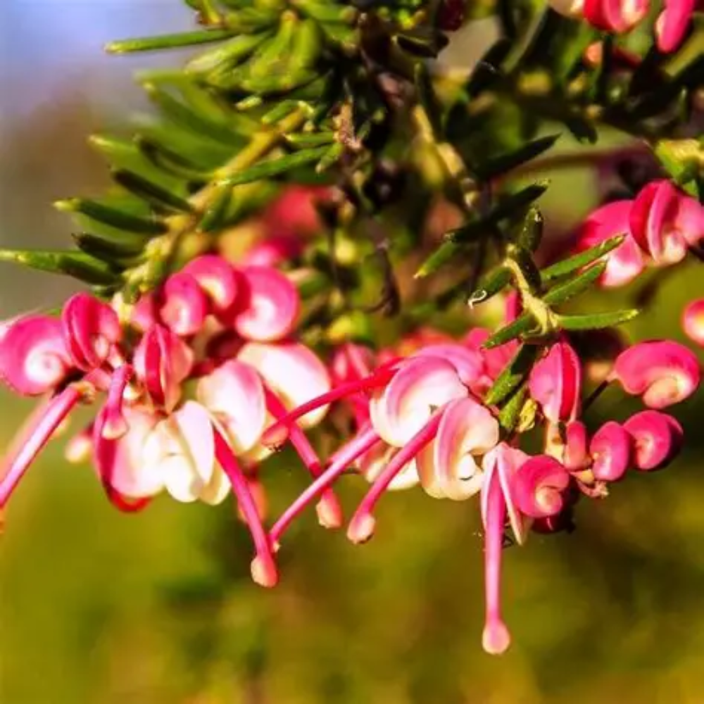 Grevillea Honeyeater Heaven - 200 mm