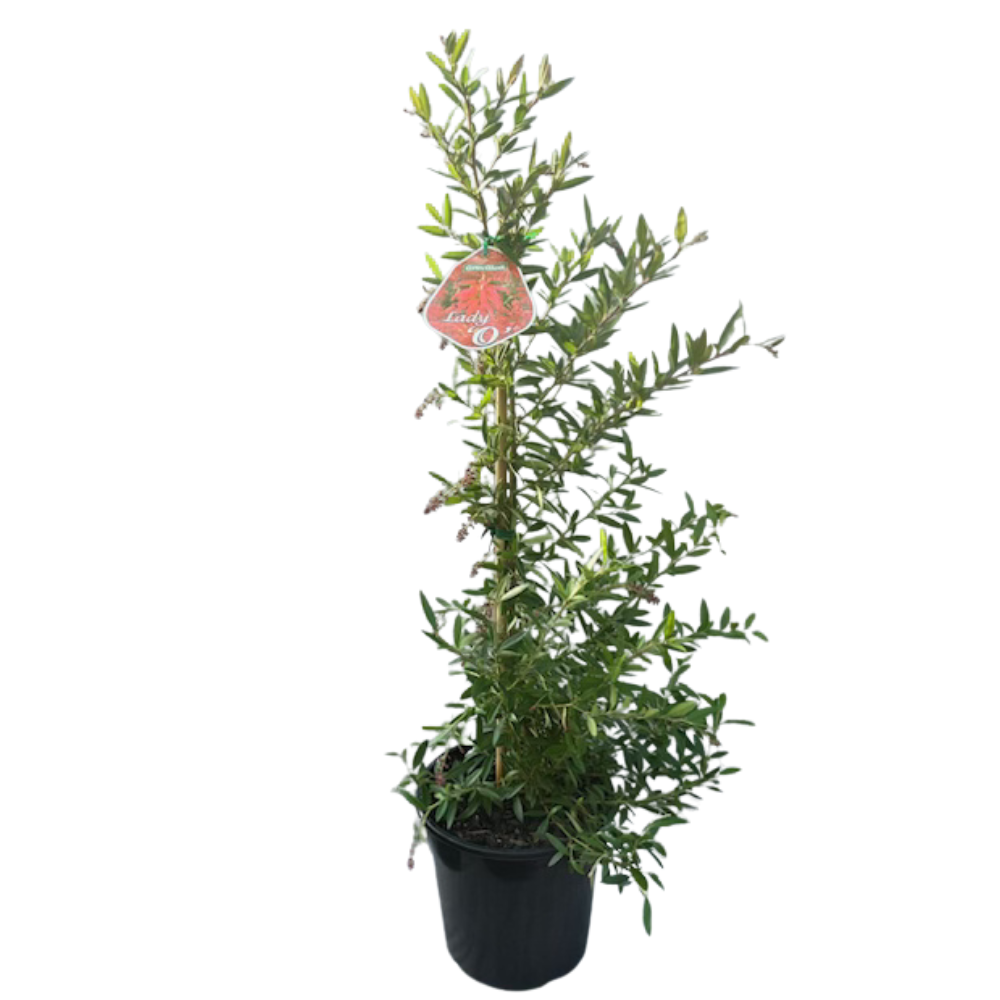 Grevillea Lady O - 200 mm