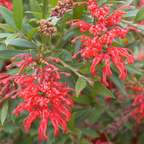 Grevillea Lady O - 200 mm