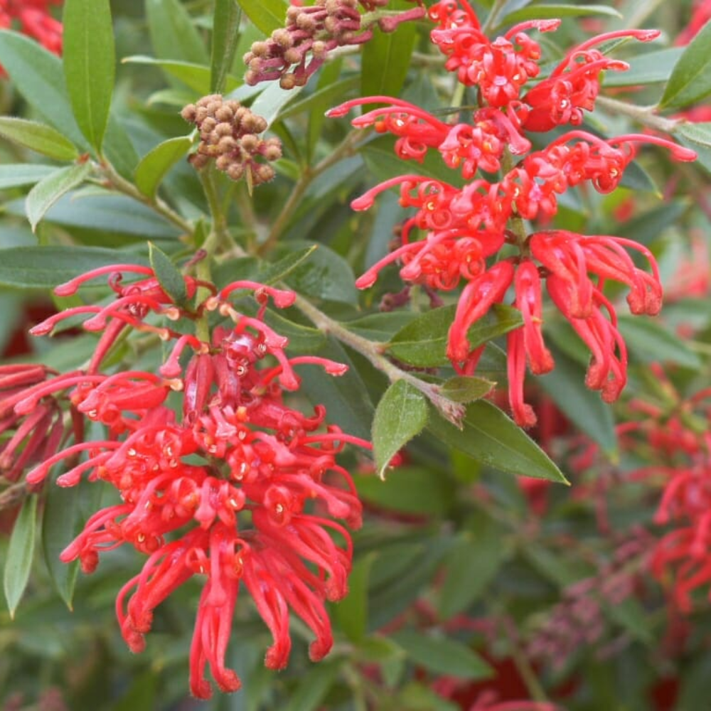 Grevillea Lady O - 200 mm