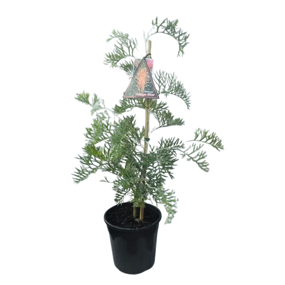 Grevillea Orange Wow Grafted - 200 mm