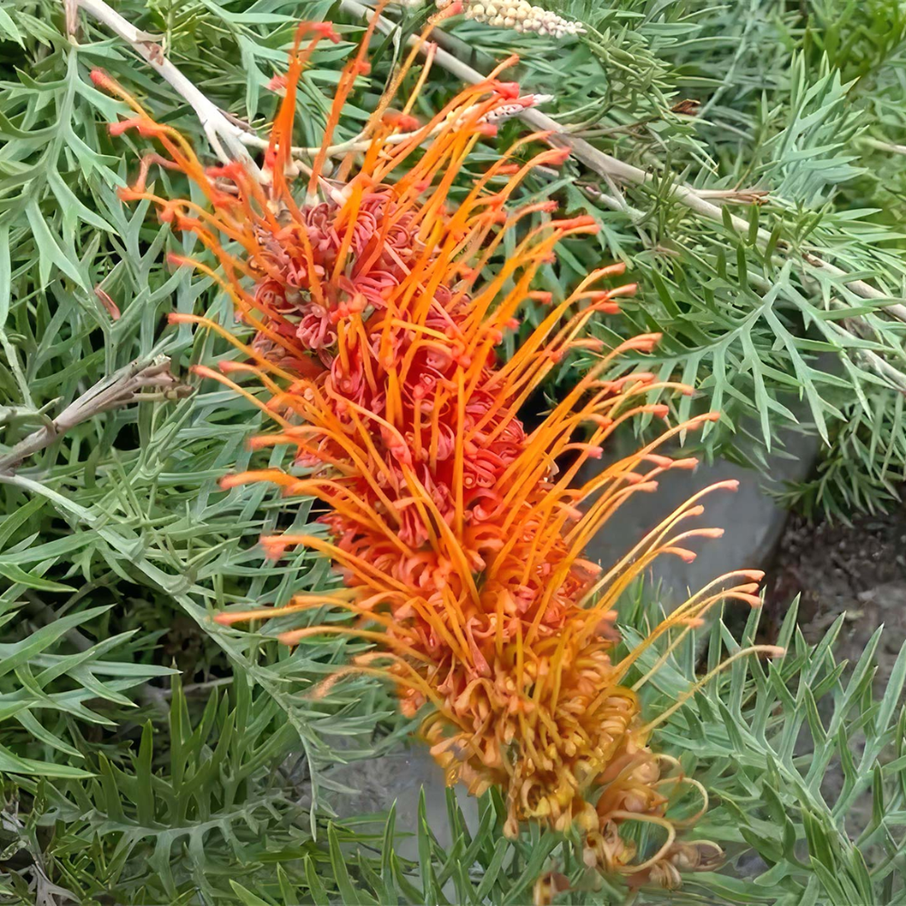 Grevillea Orange Wow Grafted - 200 mm
