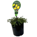 Hibbertia vestita Little Rocker - 140 mm