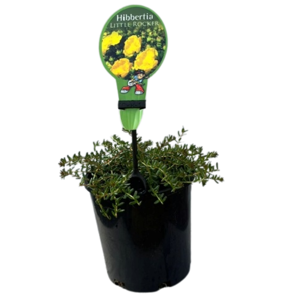 Hibbertia vestita Little Rocker - 140 mm