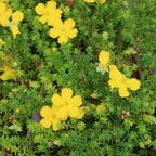 Hibbertia vestita Little Rocker - 140 mm