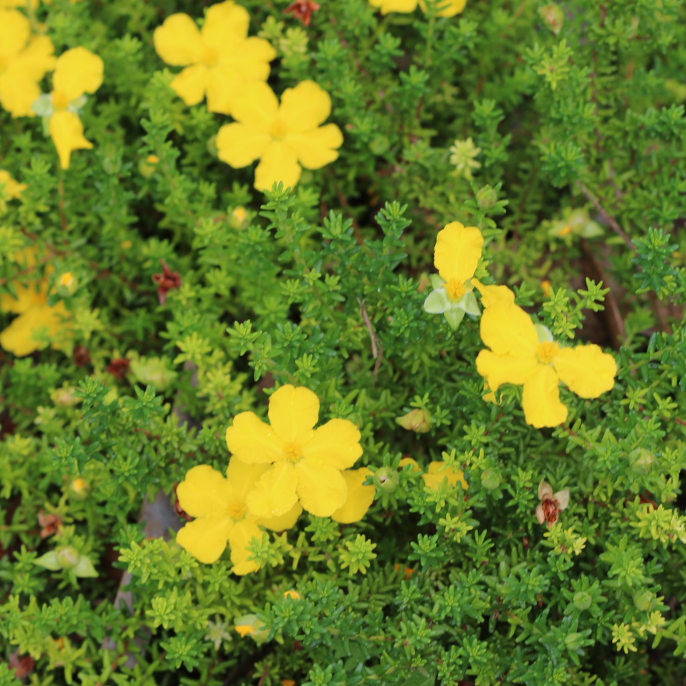 Hibbertia vestita Little Rocker - 140 mm