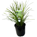Lomandra Lime Tuff - 140 mm