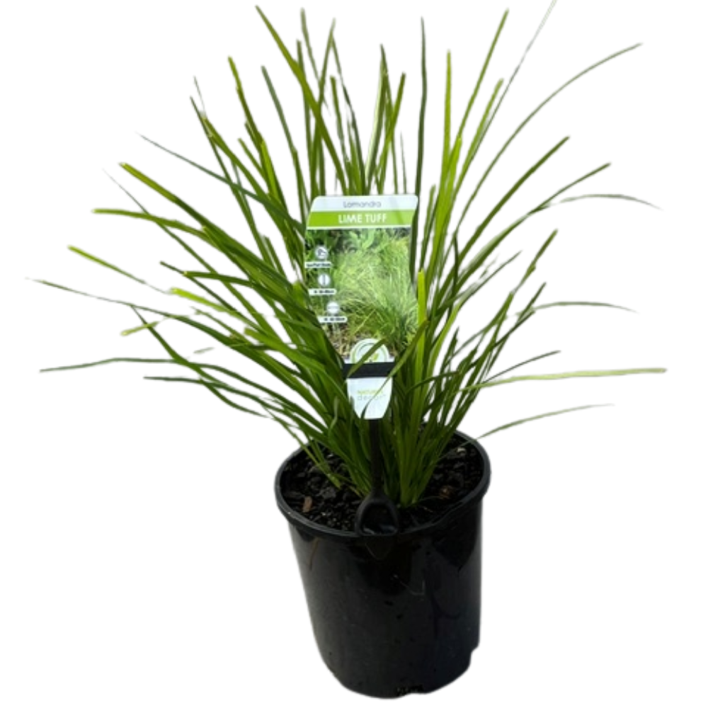 Lomandra Lime Tuff - 140 mm