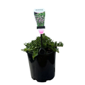 Myoporum parvifolium Pink - 140 mm