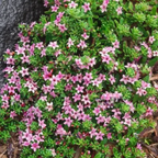 Myoporum parvifolium Pink - 140 mm