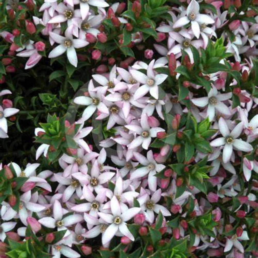 Philotheca buxifolia Cascade of Stars (syn. Eriostemon) - 140 mm