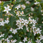 Philotheca myoporoides Flower Girl (syn. Eriostemon) - 140 mm