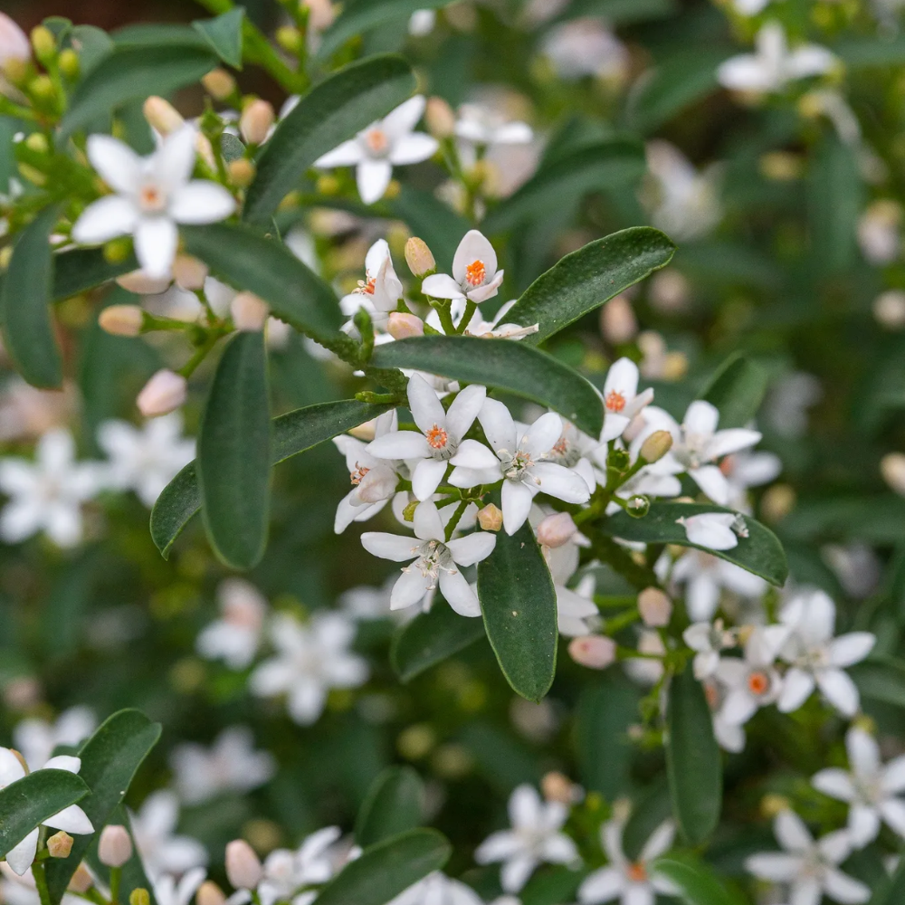 Philotheca myoporoides Flower Girl (syn. Eriostemon) - 140 mm