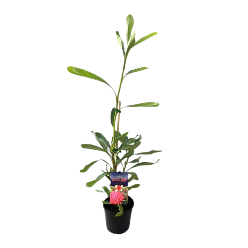 Telopea Essies Gift - 140 mm