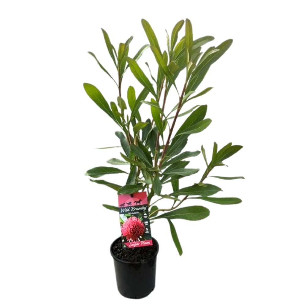 Telopea Wild Brumby™ Sugar Plum - 140 mm