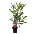 Telopea Wild Brumby™ Sugar Plum - 140 mm