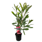 Telopea Wild Brumby™ Sugar Plum - 140 mm