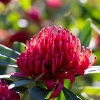 Telopea Wild Brumby™ Sugar Plum - 140 mm
