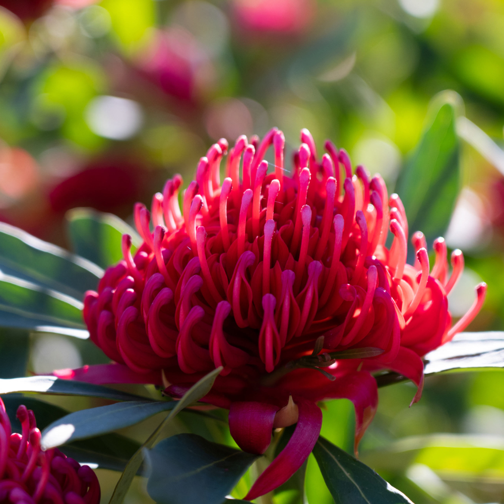 Telopea Wild Brumby™ Sugar Plum - 140 mm