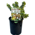 Abelia Lime splice 140mm