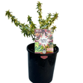 Abelia Suntastic Peach 140mm